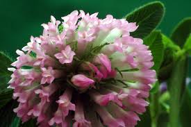 Attēlu rezultāti vaicājumam “Trifolium medium leaf”