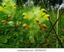 Attēlu rezultāti vaicājumam “Rhinanthus serotinus fruit”