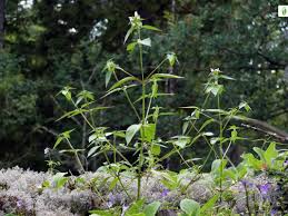 Attēlu rezultāti vaicājumam “Galeopsis bifida leaf”