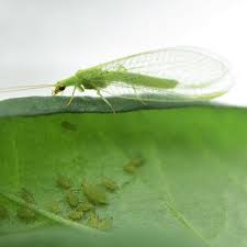 Attēlu rezultāti vaicājumam “Chrysopa”