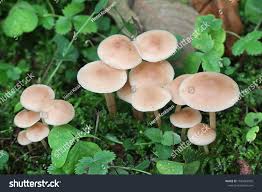 Attēlu rezultāti vaicājumam “Collybia acervata”