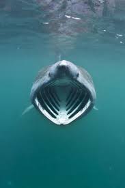 Image result for Cetorhinus maximus