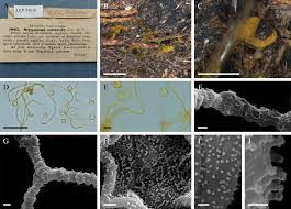 Attēlu rezultāti vaicājumam “Oligonema sp.”