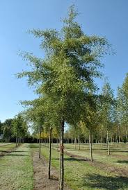 Attēlu rezultāti vaicājumam “Alnus glutinosa”