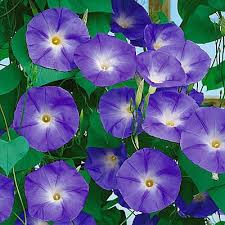 Image result for Ipomoea Lavender