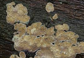 Attēlu rezultāti vaicājumam “Cystostereum murrayi”