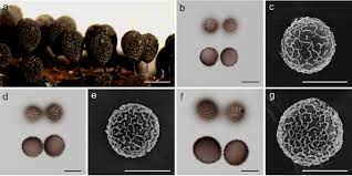 Attēlu rezultāti vaicājumam “Arcyria helvetica stalked”
