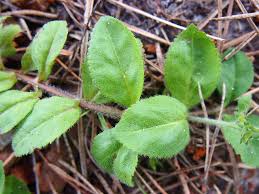 Attēlu rezultāti vaicājumam “Veronica officinalis leaf”