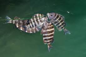 Image result for Archosargus probatocephalus