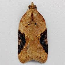 Attēlu rezultāti vaicājumam “Acleris laterana”