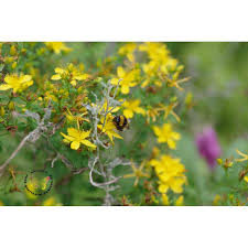 Image result for Johanniskraut