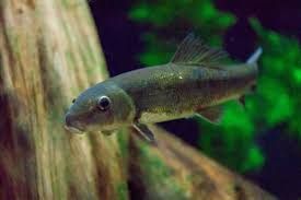 Image result for Catostomus commersonii