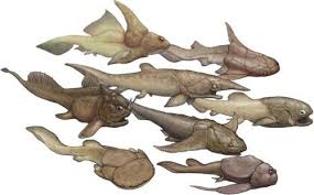 Attēlu rezultāti vaicājumam “Placodermi”