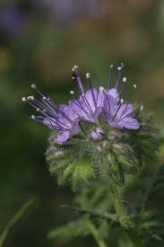 Attēlu rezultāti vaicājumam “Phacelia tanacetifolia”