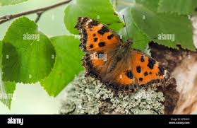 Attēlu rezultāti vaicājumam “Nymphalis xanthomelas upperside”