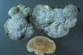 Attēlu rezultāti vaicājumam “Trametes suaveolens”