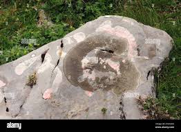 Attēlu rezultāti vaicājumam “Verrucaria hydrela”