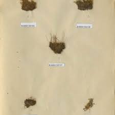 Attēlu rezultāti vaicājumam “Distichium capillaceum”