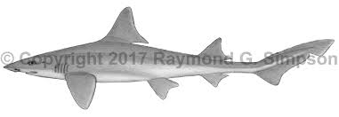 Image result for Mustelus canis