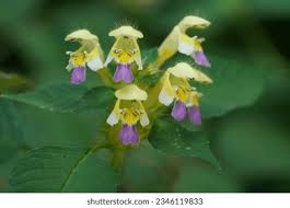 Attēlu rezultāti vaicājumam “Galeopsis speciosa leaf”
