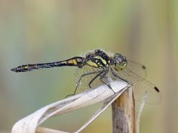 Attēlu rezultāti vaicājumam “Sympetrum danae”
