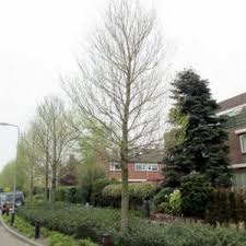 Attēlu rezultāti vaicājumam “Ulmus minor f. suberosa”