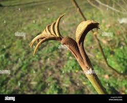 Attēlu rezultāti vaicājumam “Pterocarya fraxinifolia leaf”