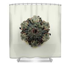 Attēlu rezultāti vaicājumam “Viscum album fruit”