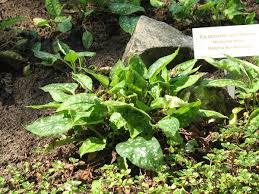 Attēlu rezultāti vaicājumam “Pulmonaria saccharata leaf”