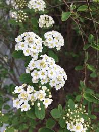 Attēlu rezultāti vaicājumam “Spiraea salicifolia flower”