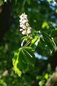Attēlu rezultāti vaicājumam “Frangula alnus flower”