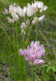 Attēlu rezultāti vaicājumam “Carex chordorhiza”
