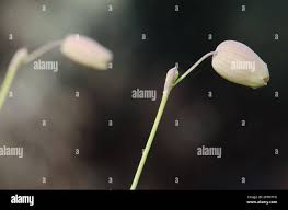 Attēlu rezultāti vaicājumam “Silene vulgaris bud”