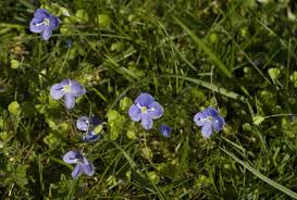 Attēlu rezultāti vaicājumam “Veronica filiformis bud”