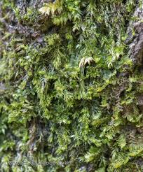 Attēlu rezultāti vaicājumam “Pseudotaxiphyllum elegans”