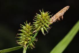 Attēlu rezultāti vaicājumam “Carex flava”