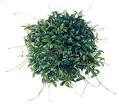 Tropical Plants: Hoyas: Min
