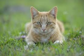 Attēlu rezultāti vaicājumam “Felis silvestris catus”