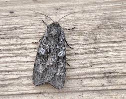 Attēlu rezultāti vaicājumam “Eurois occulta”