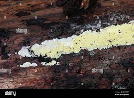 Attēlu rezultāti vaicājumam “Flaviporus citrinellus”