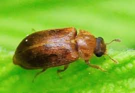 Attēlu rezultāti vaicājumam “Byturidae”