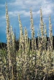 Image result for Artemisia absinthium
