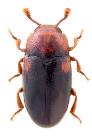 Attēlu rezultāti vaicājumam “Dacne bipustulata”