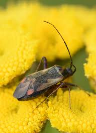 Attēlu rezultāti vaicājumam “Adelphocoris seticornis”