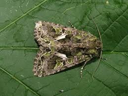 Attēlu rezultāti vaicājumam “Trachea atriplicis”