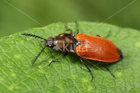 Attēlu rezultāti vaicājumam “Anostirus castaneus”