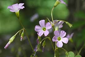 Attēlu rezultāti vaicājumam “Oxalidaceae”