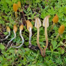 Attēlu rezultāti vaicājumam “Psilocybe sp.”