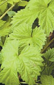 Attēlu rezultāti vaicājumam “Humulus lupulus leaf”