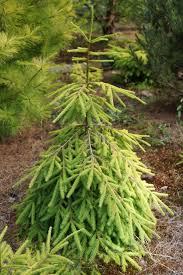 Attēlu rezultāti vaicājumam “Picea abies leaf”